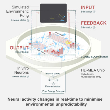 The DishBrain Control system